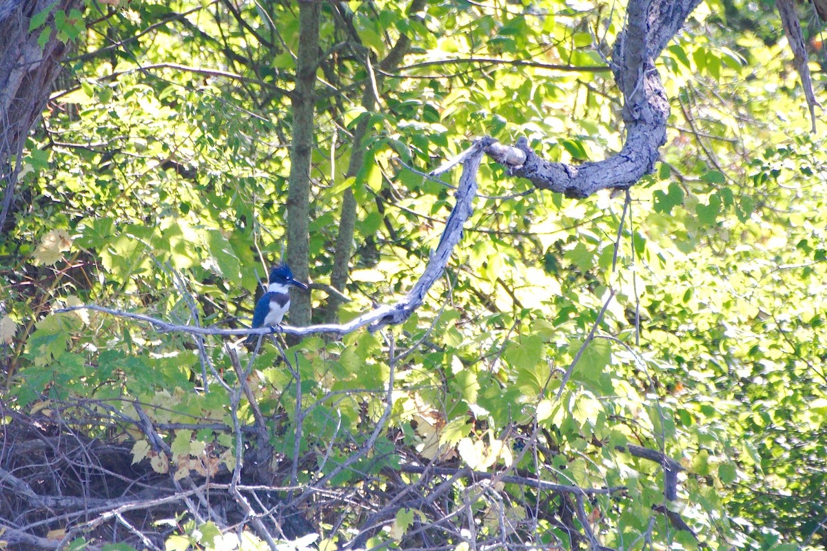 Belted Kingfisher - ML370080011