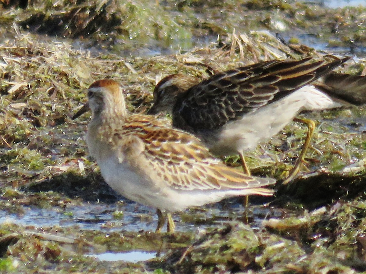 Sharp-tailed Sandpiper - ML37008031