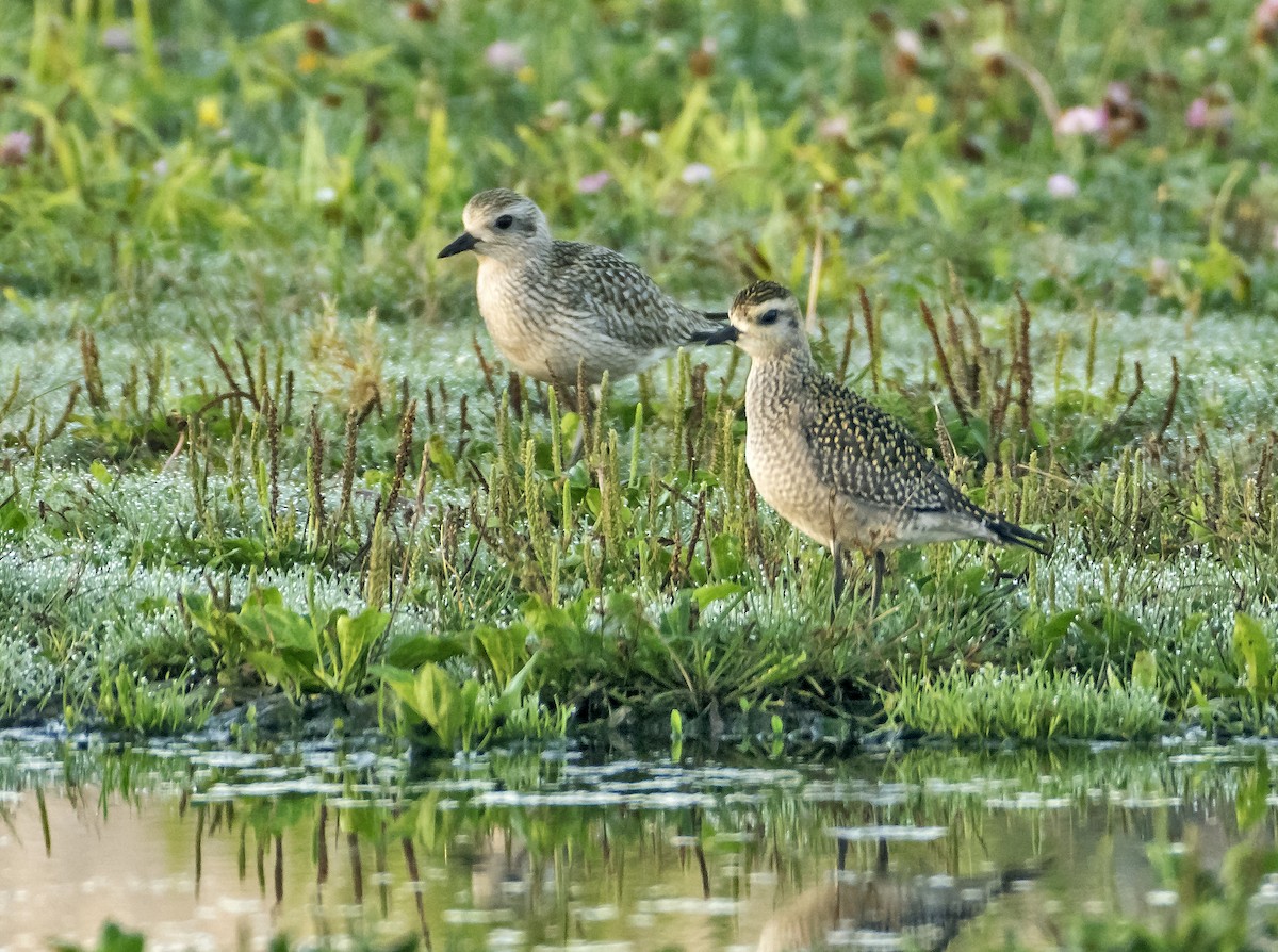 American Golden-Plover - Kenneth Czworka