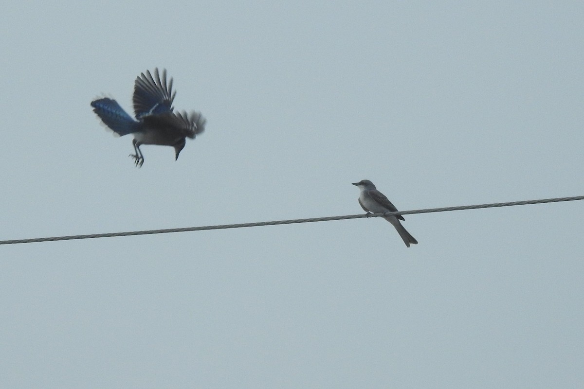 Gray Kingbird - ML370084601