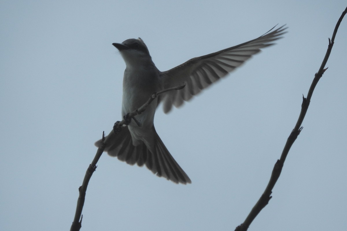 Gray Kingbird - ML370084631