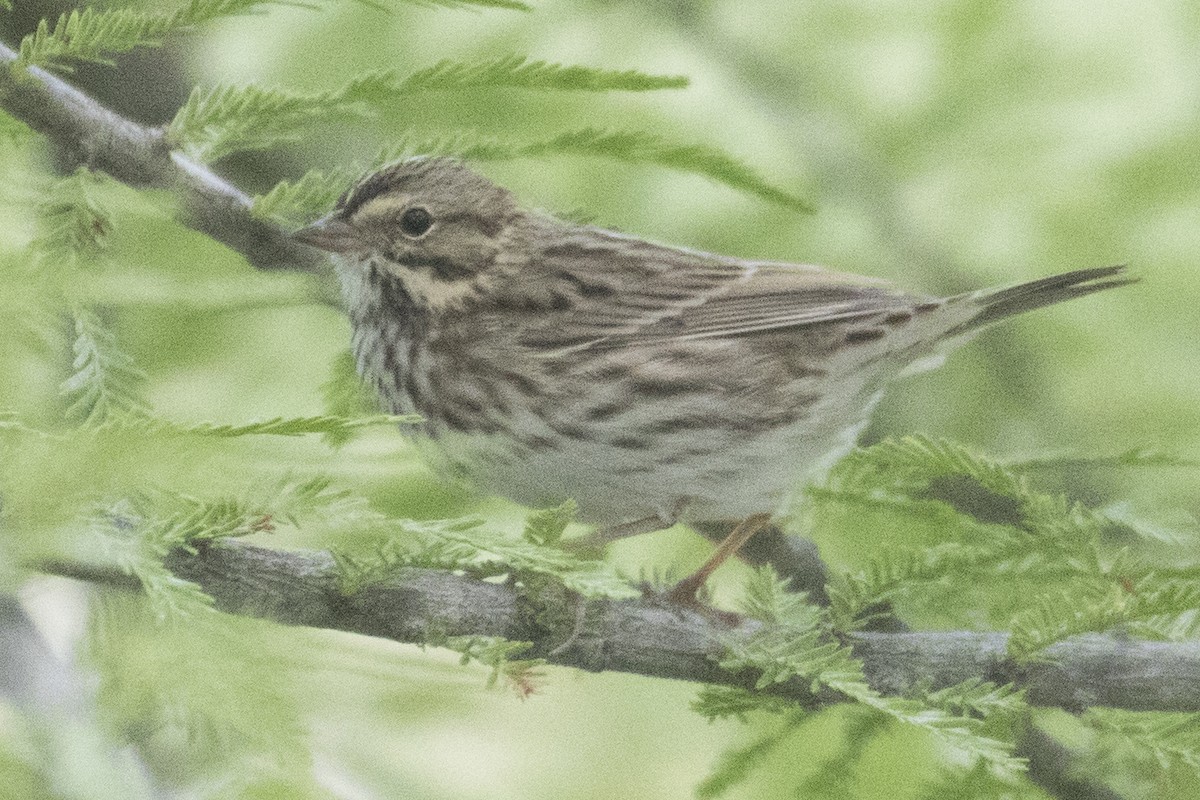 Savannah Sparrow - ML370085451