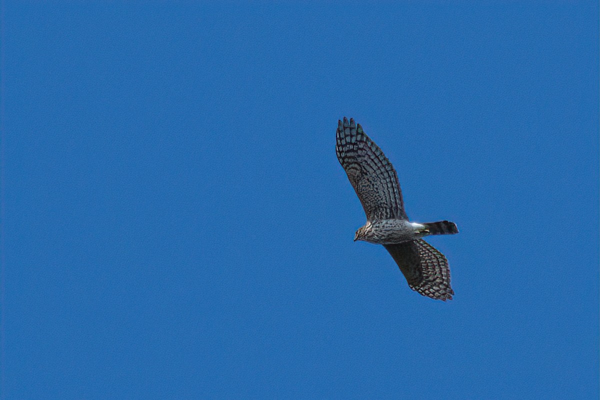 Cooper's Hawk - Andre Savary