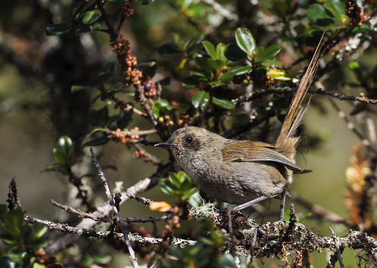 Ayacucho Thistletail - ML370086101