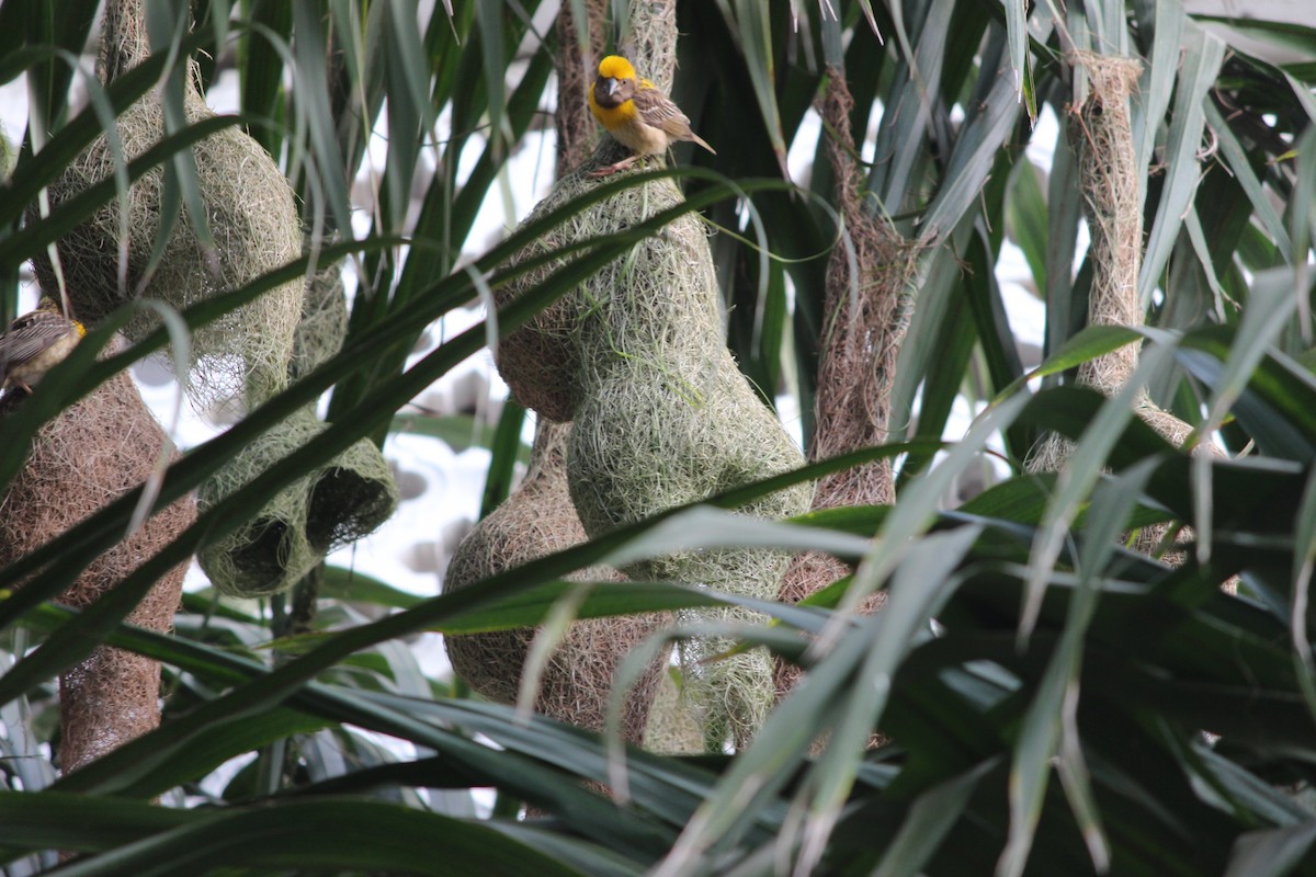 Baya Weaver - ML37008791