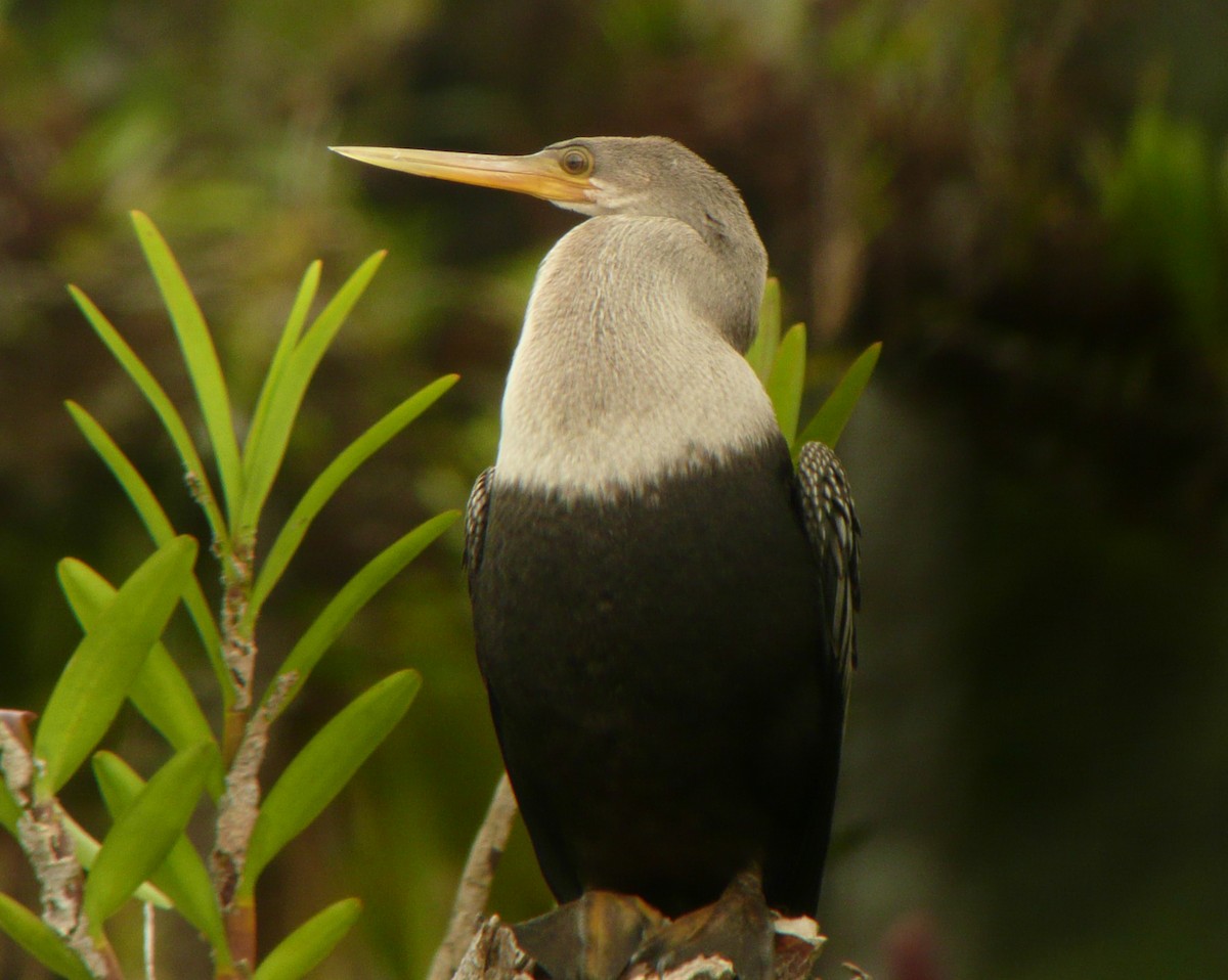 Anhinga - Galo Real