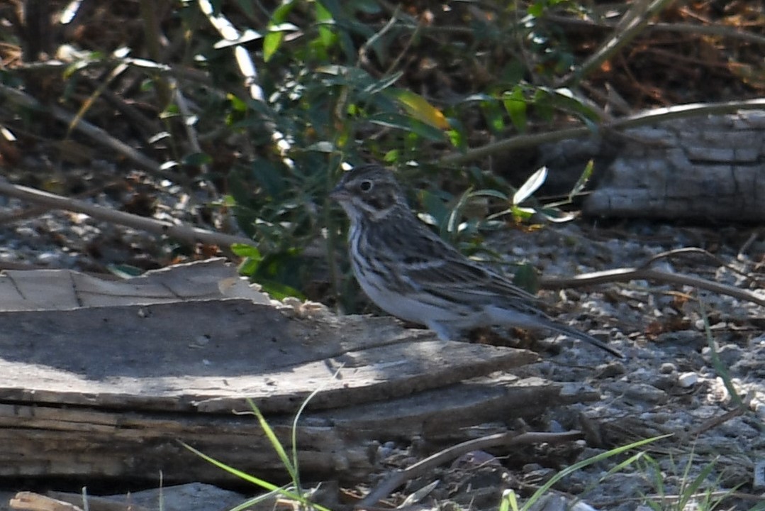Lark Sparrow - ML370090011