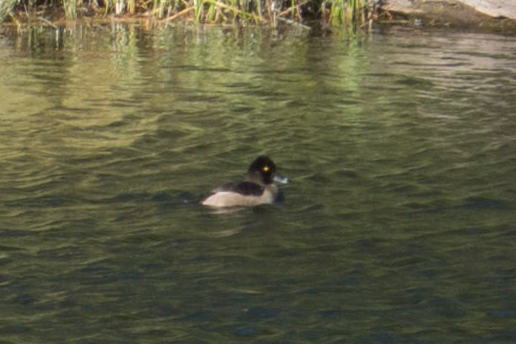 Ring-necked Duck - ML37009171