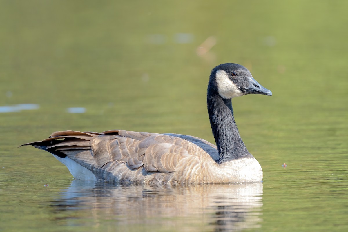 Canada Goose - Becky Matsubara