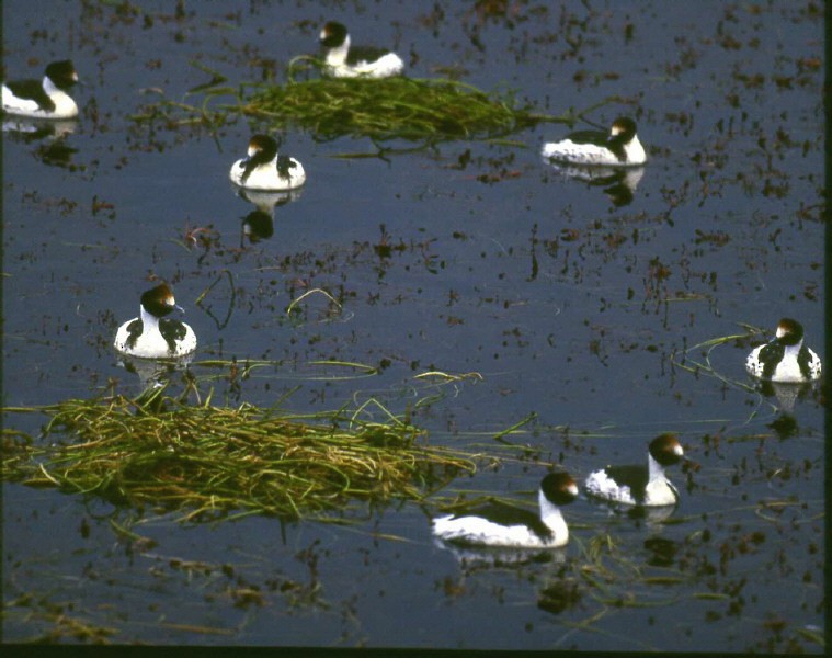 パタゴニアカイツブリ - ML370092171