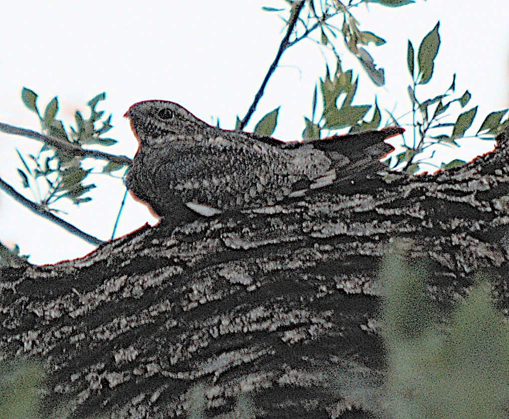 Common Nighthawk - ML370093471