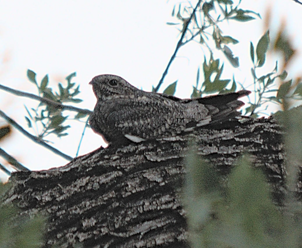 Common Nighthawk - Steve and Sue Whitmer