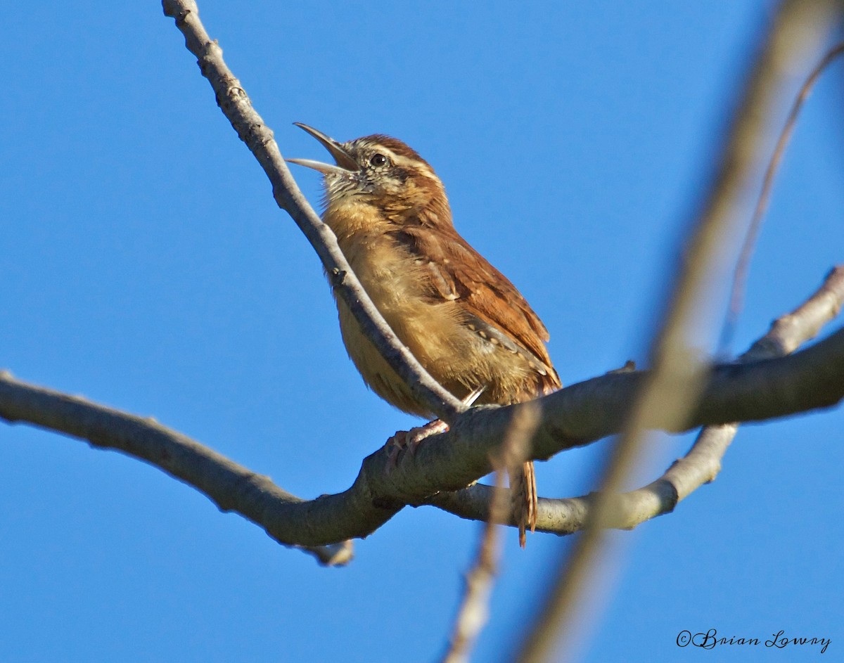 Carolina Wren - ML37009491