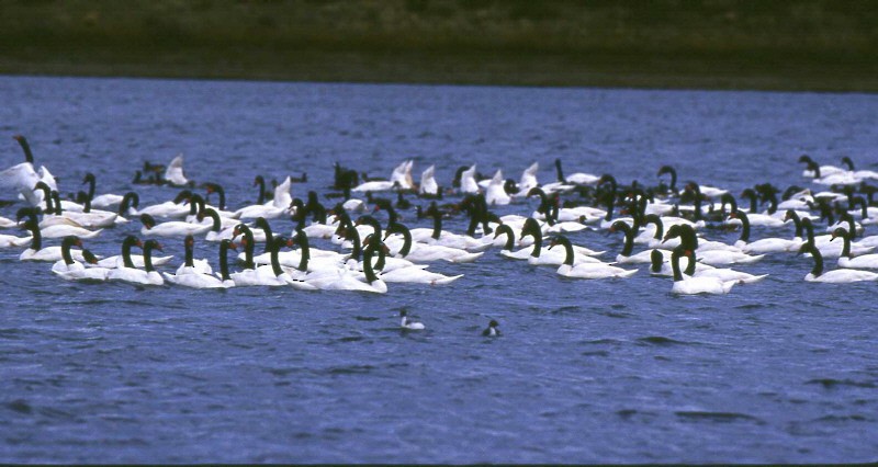 クロエリハクチョウ - ML370095241