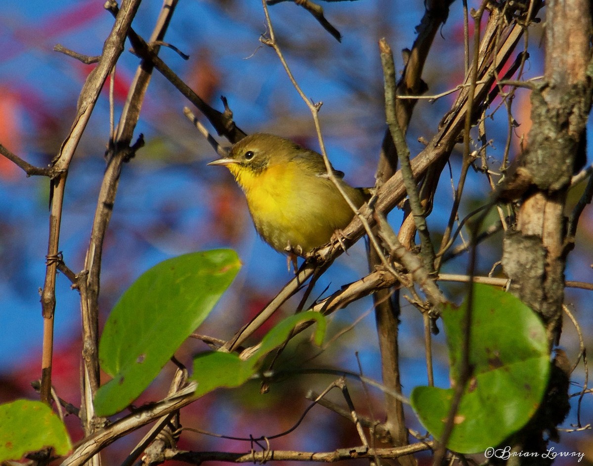 Common Yellowthroat - Brian Lowry