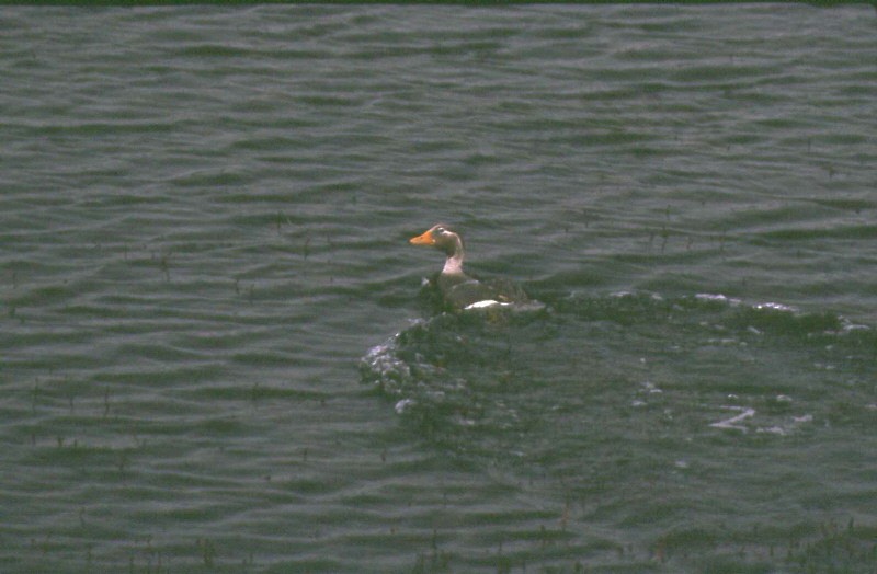 トビフナガモ - ML370095601