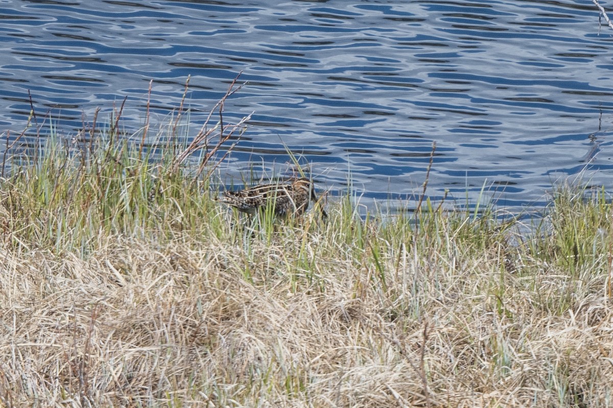 Wilson's Snipe - ML370097101