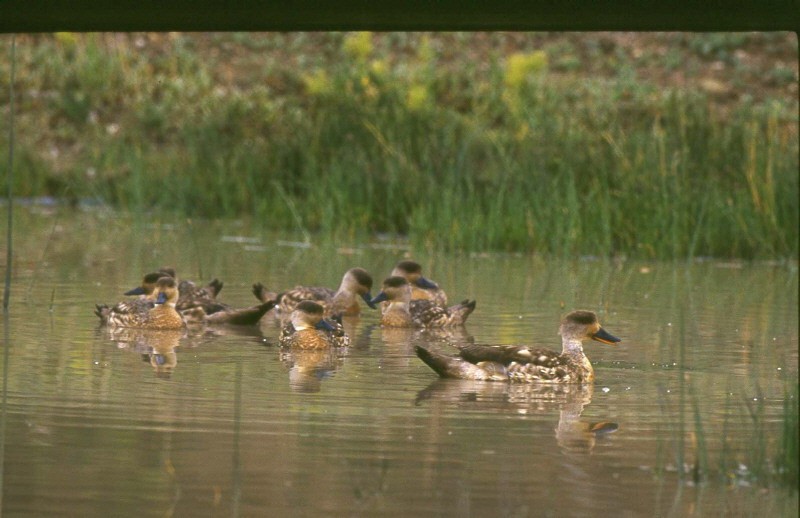 カンムリガモ - ML370098601