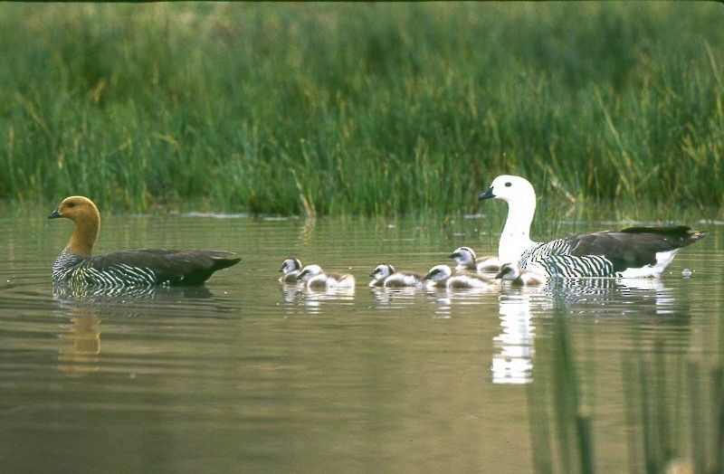 Upland Goose - ML370098651