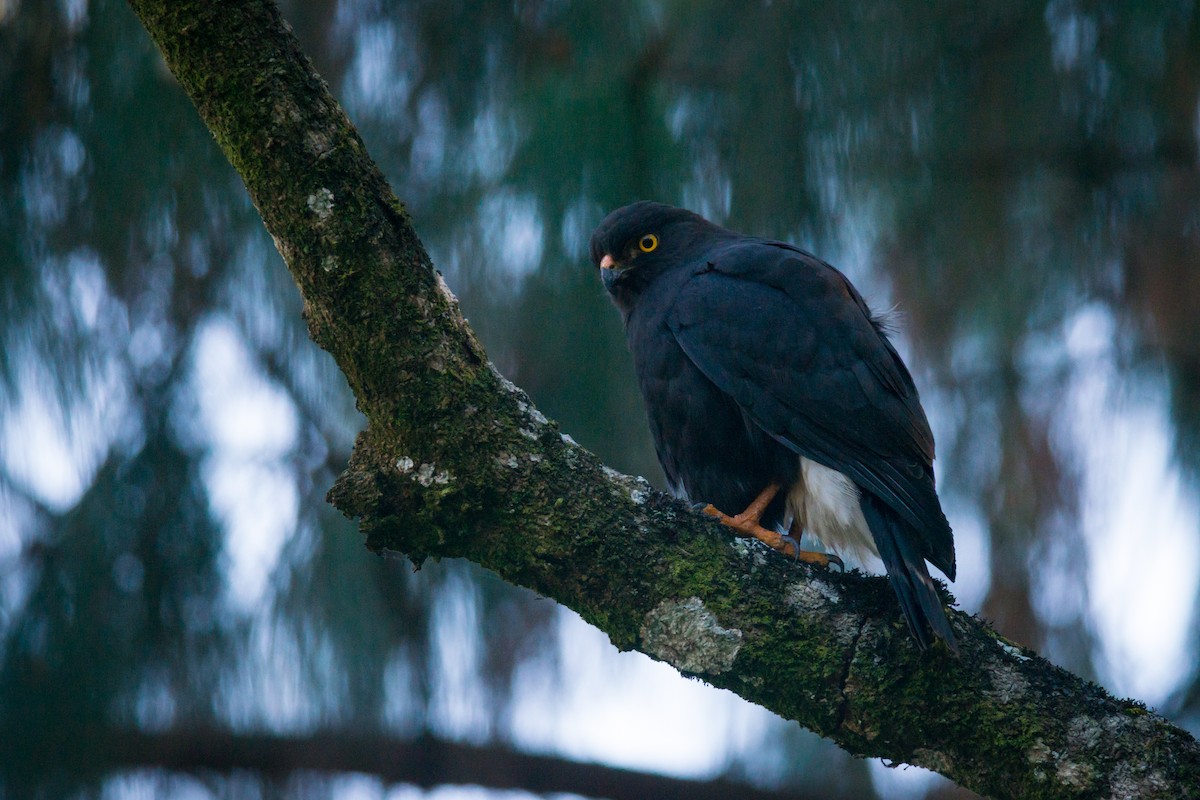 White-rumped Hawk - ML370099881