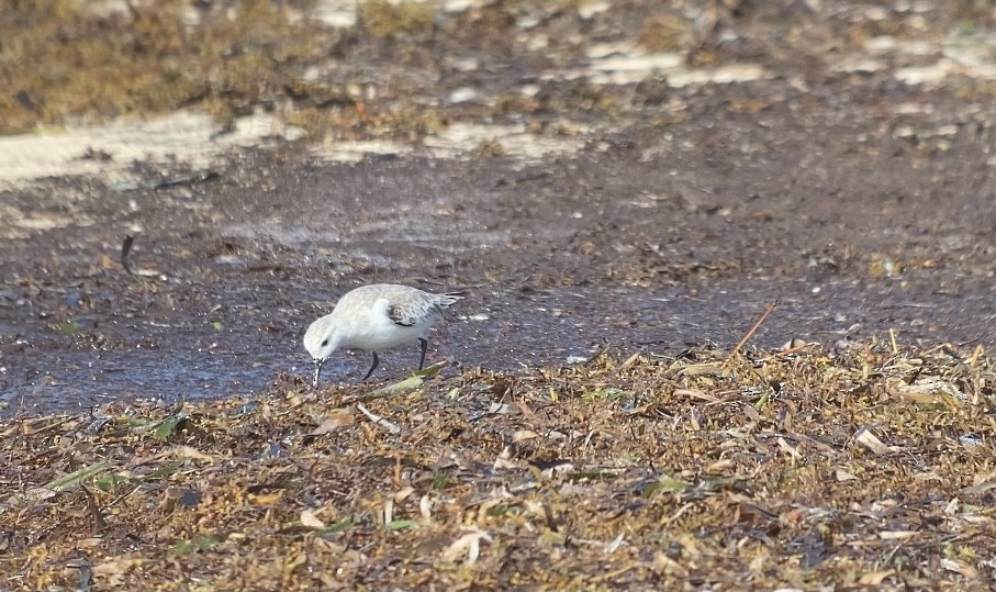 Гурвалж элсэг - ML370101141