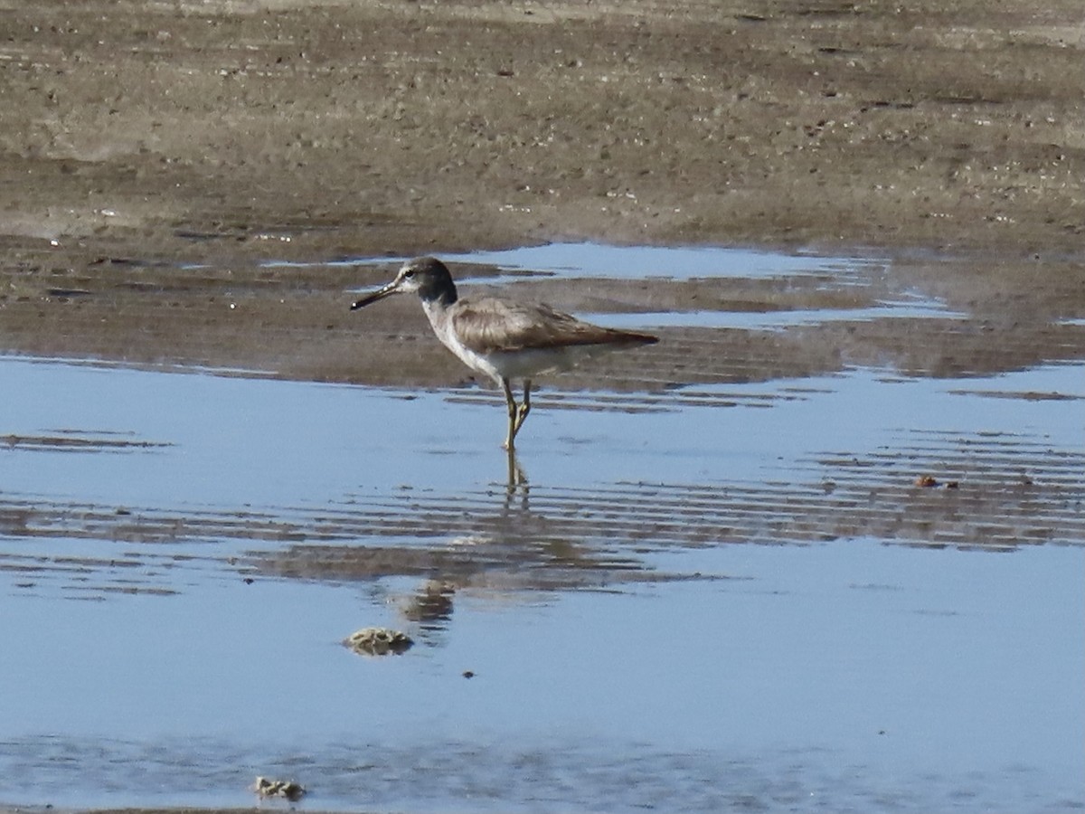 Gray-tailed Tattler - ML370101971