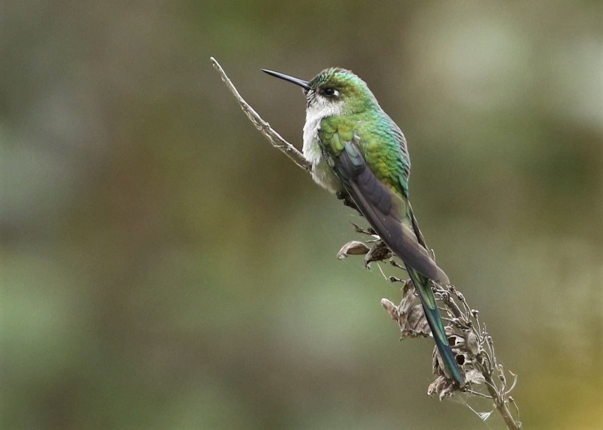 Gray-bellied Comet - ML370102471