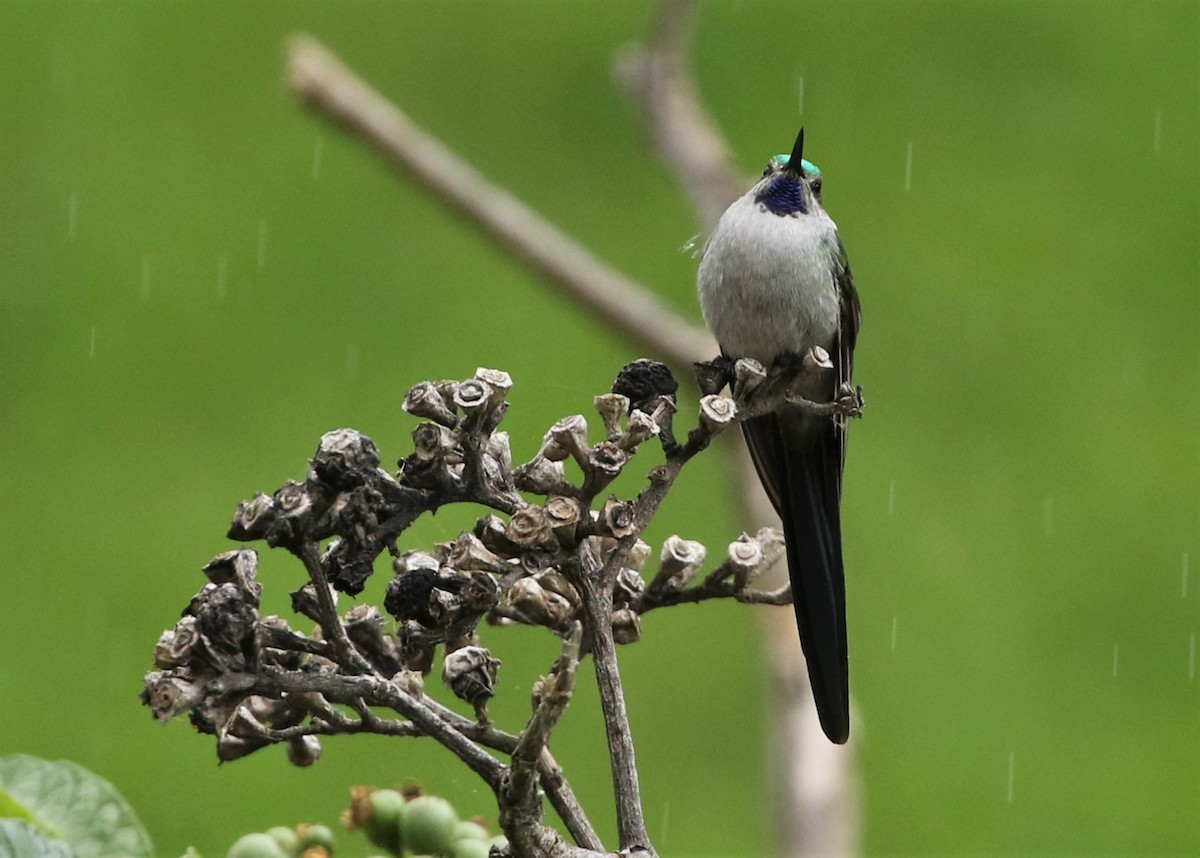 Gray-bellied Comet - ML370102481