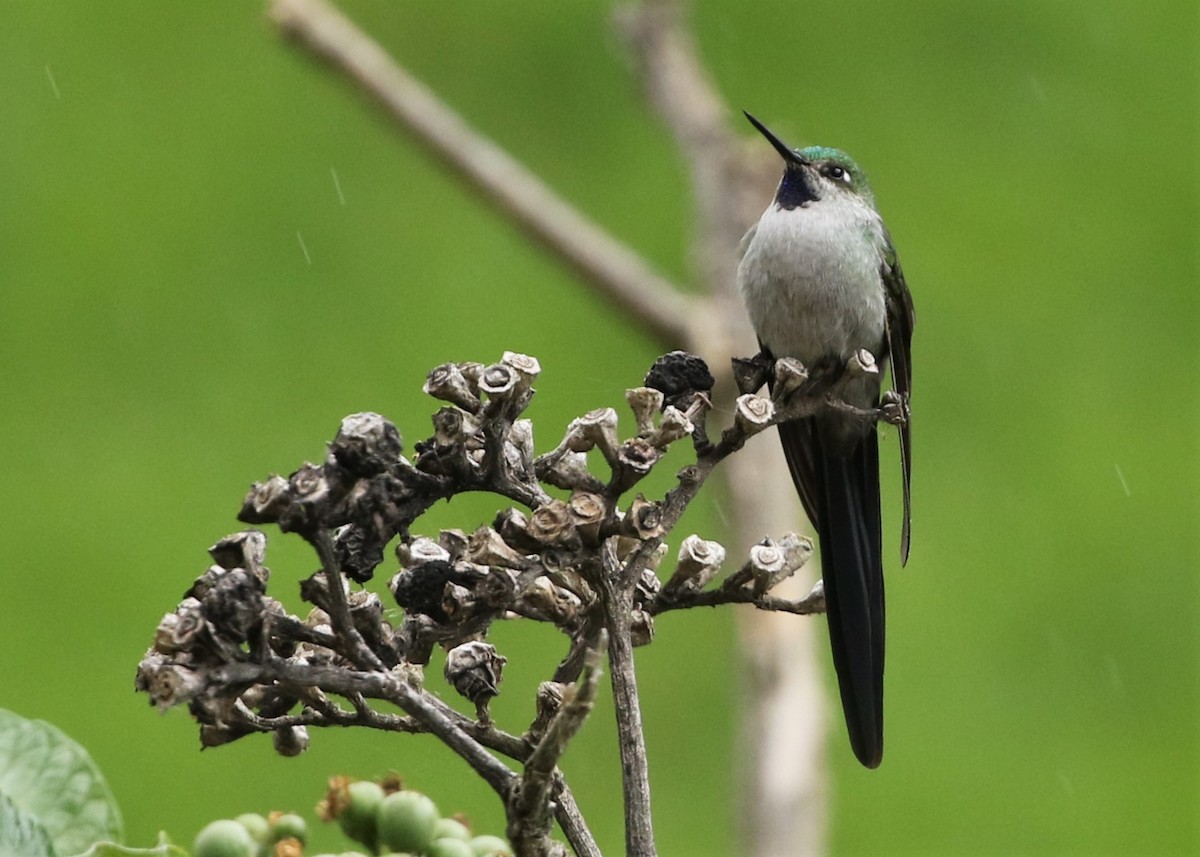 Gray-bellied Comet - ML370102501