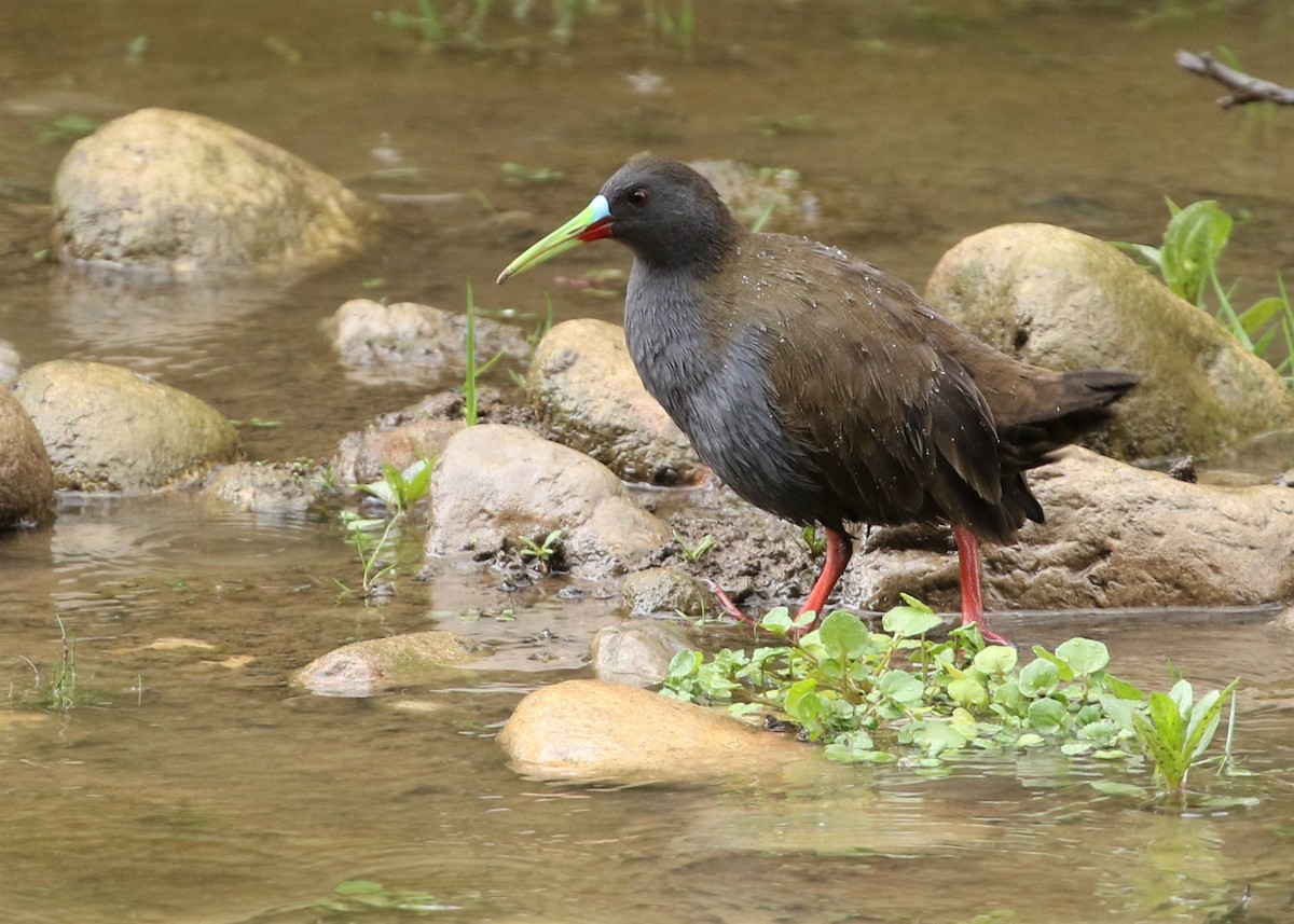 Plumbeous Rail - ML370102721