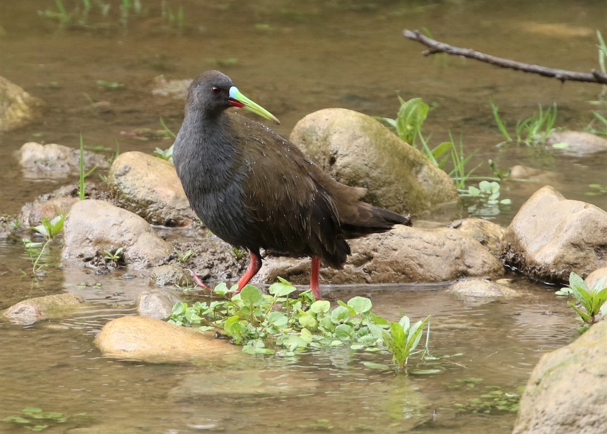 Plumbeous Rail - ML370102731