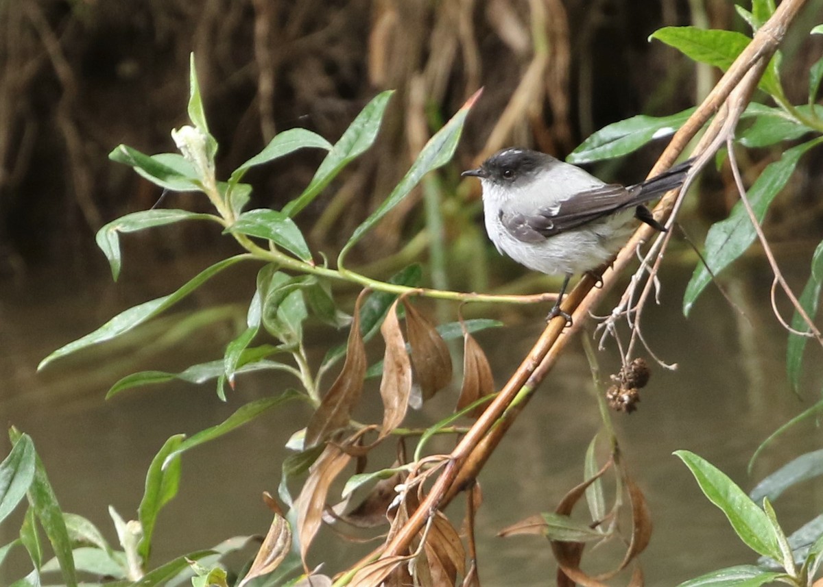 Torrent Tyrannulet - Dean LaTray