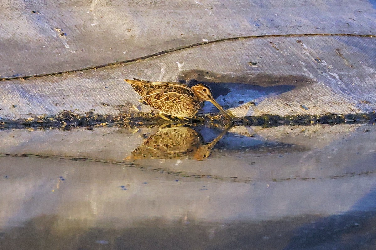 Wilson's Snipe - ML370103531