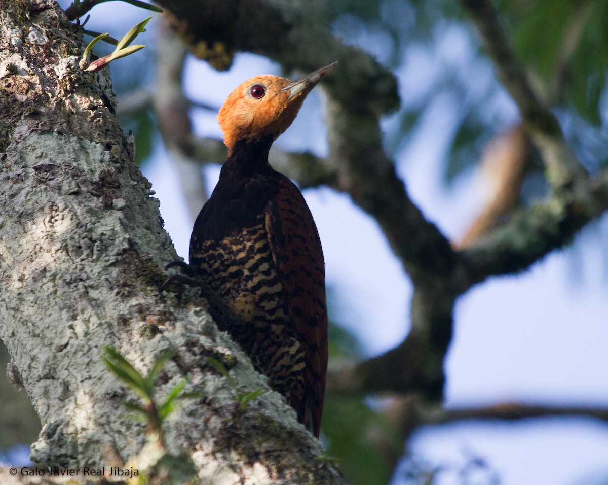 Ringed Woodpecker - Galo Real