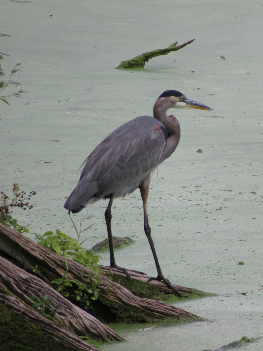 Great Blue Heron - ML370106051