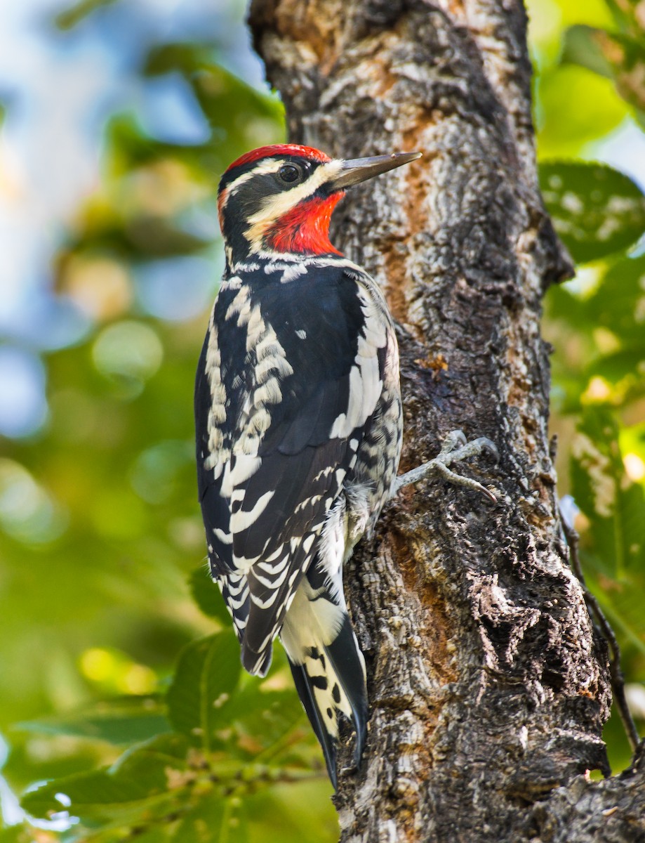 Red-naped Sapsucker - ML370106471