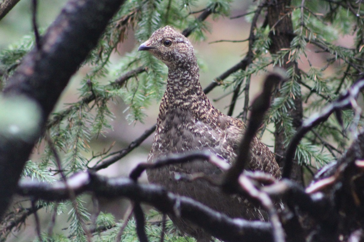 Dusky Grouse - ML370106801