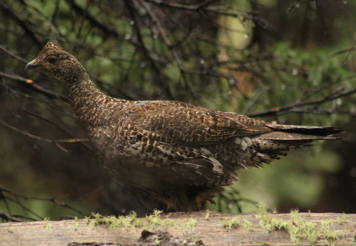 Dusky Grouse - ML370106811