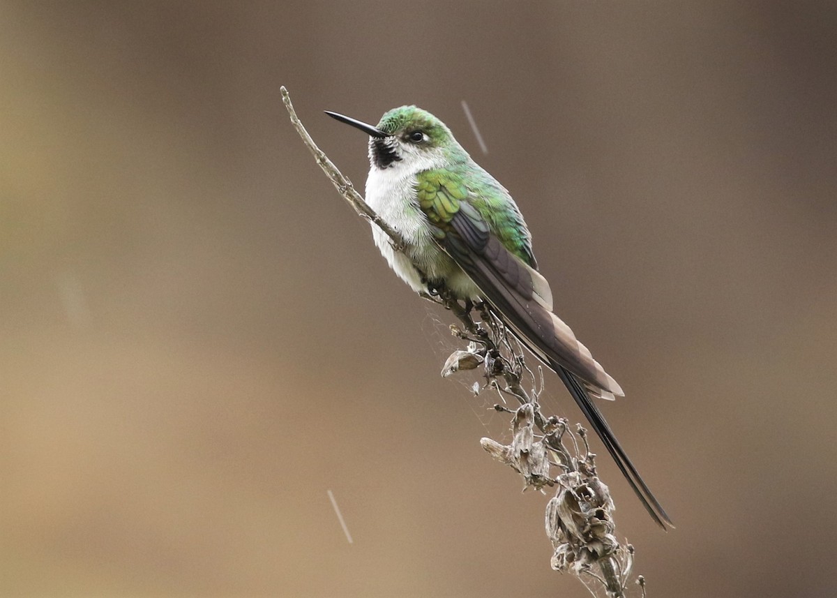 Colibri comète - ML370106951