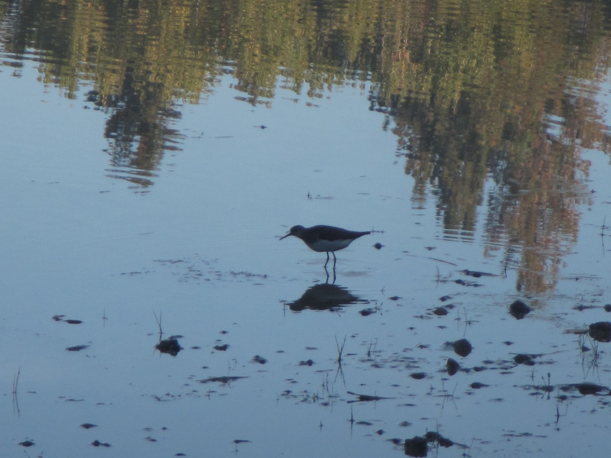 Solitary Sandpiper - ML370109191