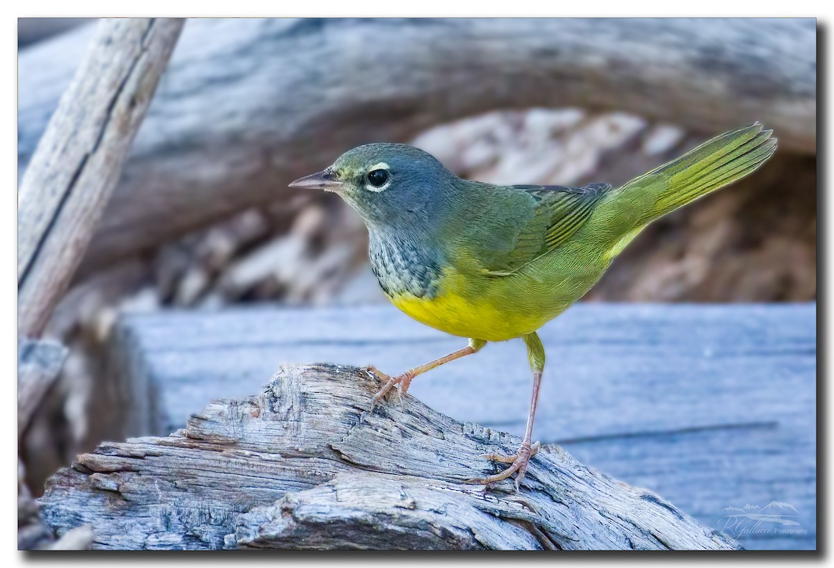 MacGillivray's Warbler - ML370109511