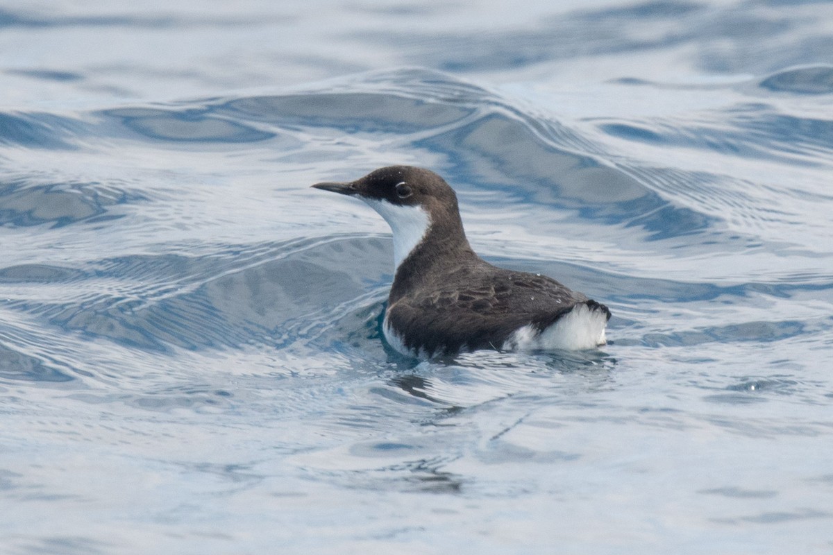 Craveri's Murrelet - Nancy Christensen