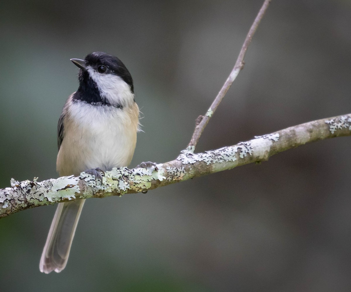 Black-capped Chickadee - ML370110601