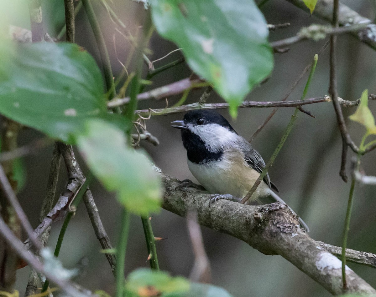 Black-capped Chickadee - ML370111101