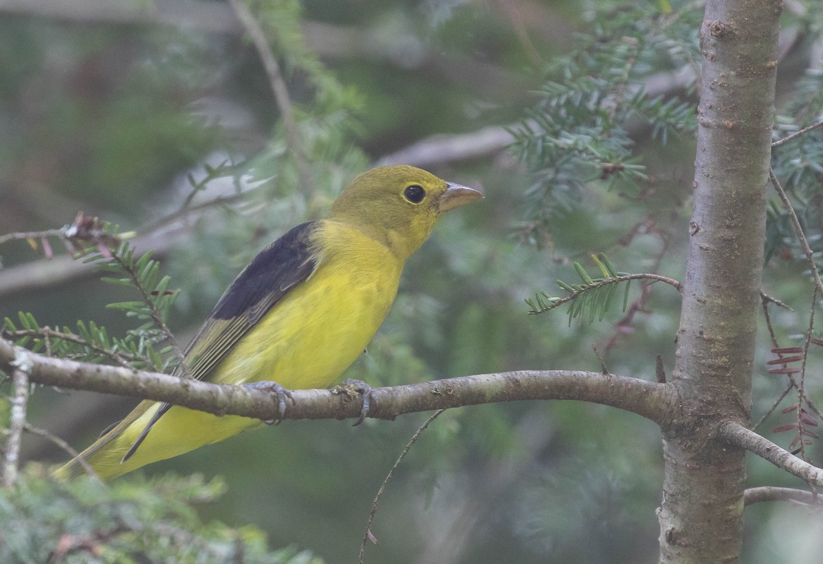 Scarlet Tanager - Kirk Gardner