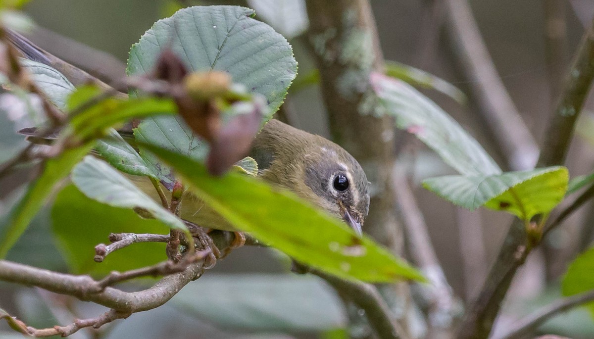 Black-throated Blue Warbler - Kirk Gardner