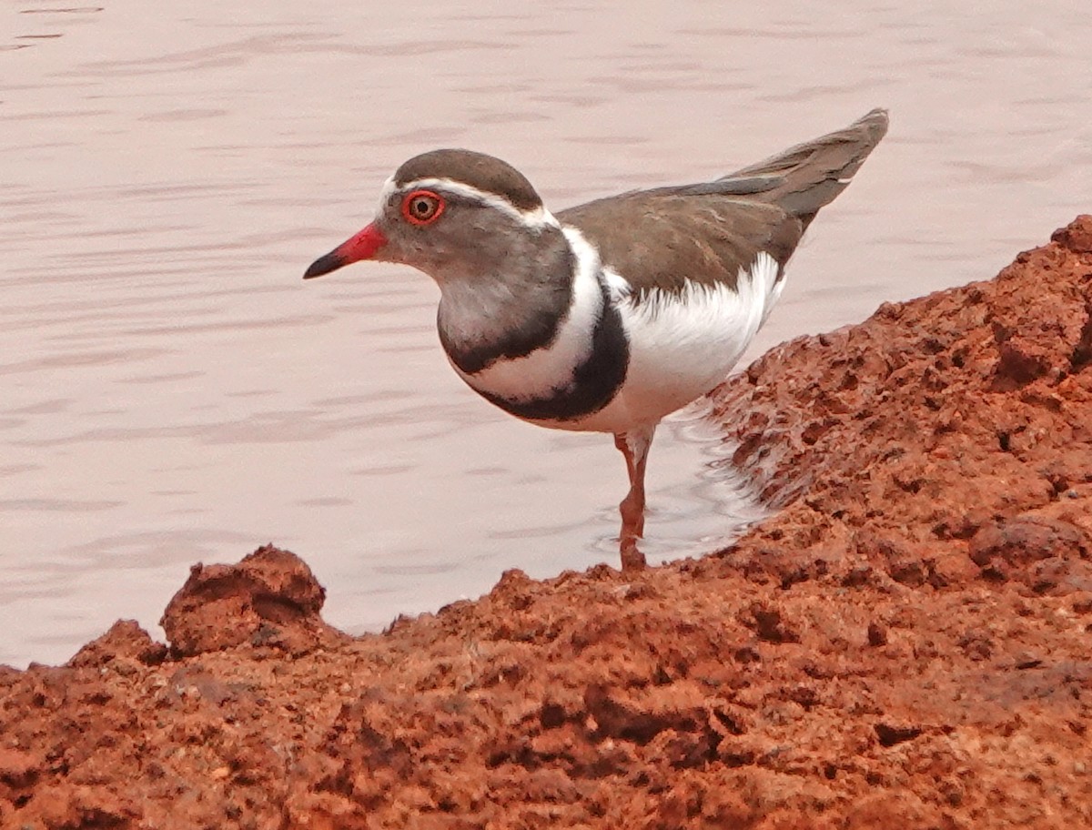Three-banded Plover - ML370111451