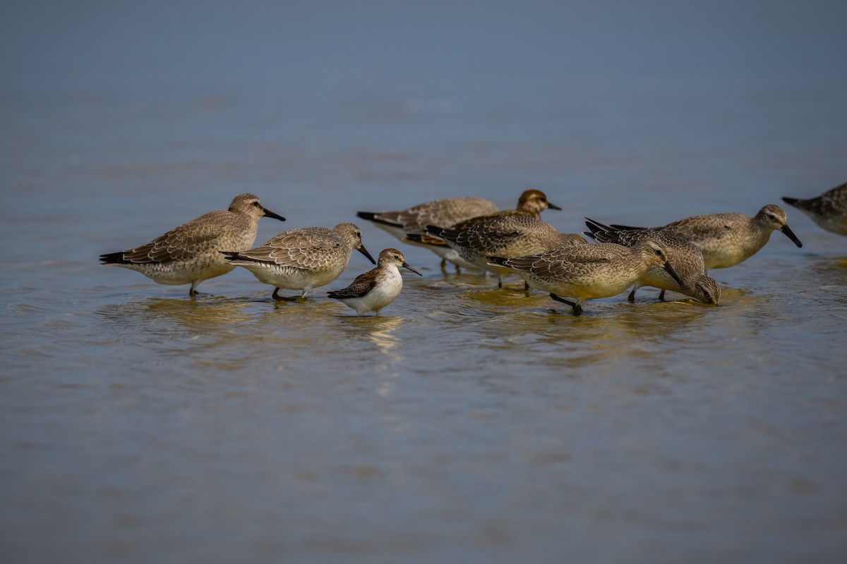 beringsnipe - ML370111771