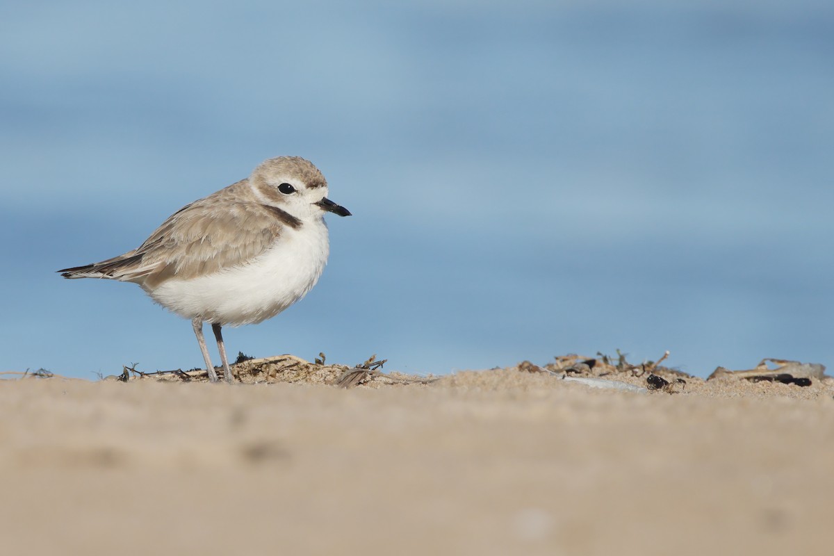 Snowy Plover - ML370111981