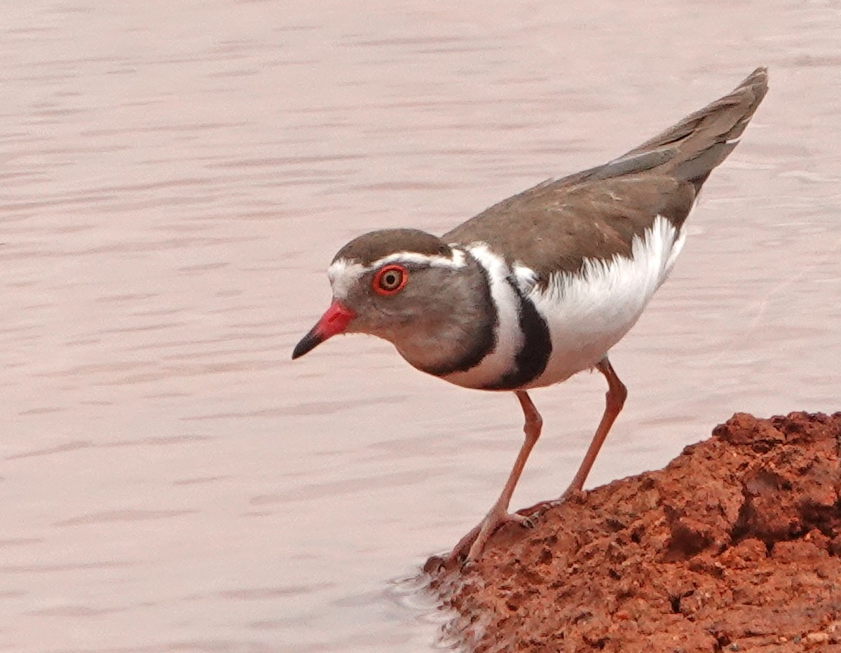 Three-banded Plover - ML370112171